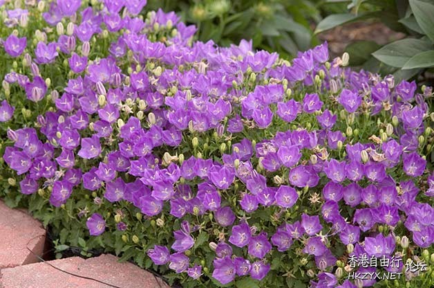 FLOWERS AND PLANTS  Flowers花卉