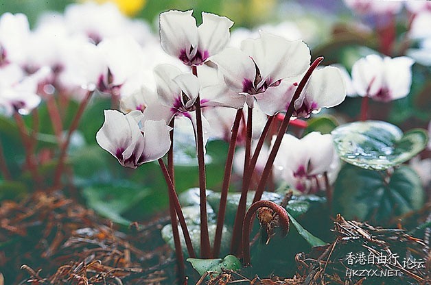 FLOWERS AND PLANTS  Flowers花卉