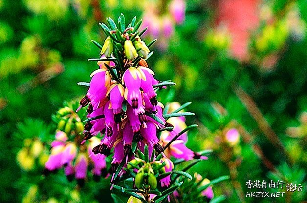 Winter Bloomers  Flowers花卉