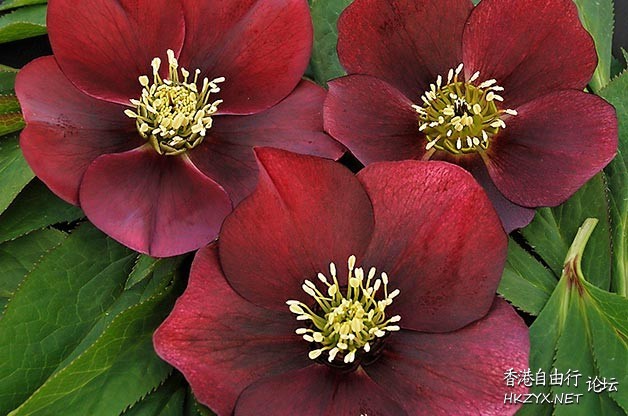 Winter Bloomers  Flowers花卉