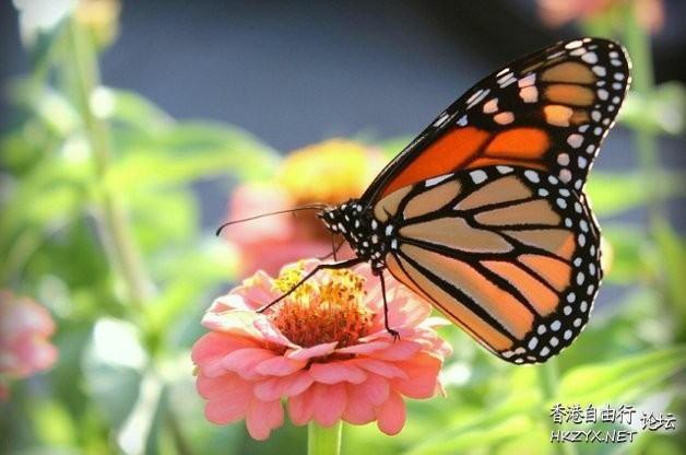 Attracting Butterflies  Photography 攝影特區