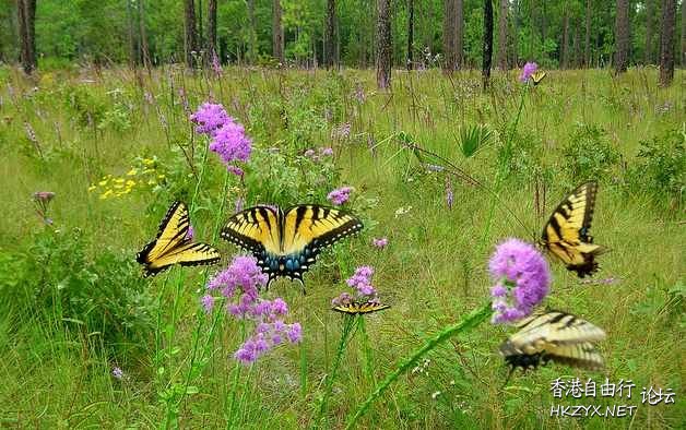 Attracting Butterflies  Photography 攝影特區