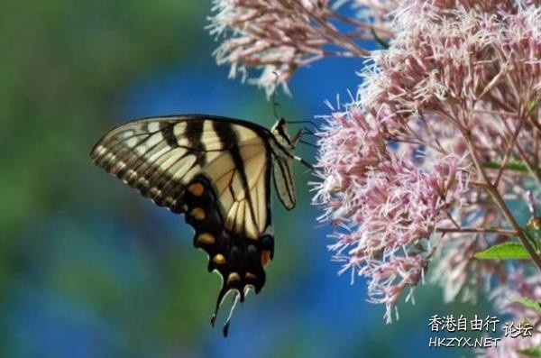 Attracting Butterflies  Photography 攝影特區