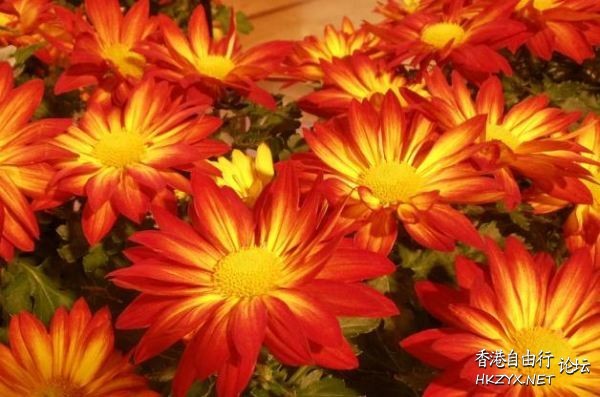 Winter Bloomers  Flowers花卉