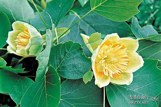 FLOWERS AND PLANTS  Flowers花卉
