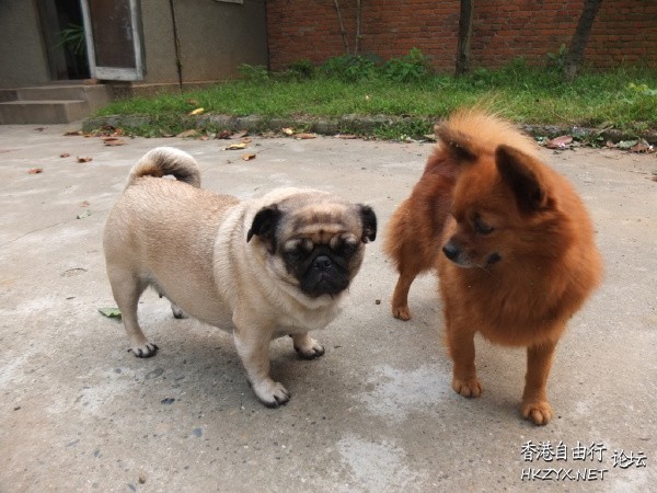 小狗 : 我未驚過  Pets 寵物護理 +紀念堂