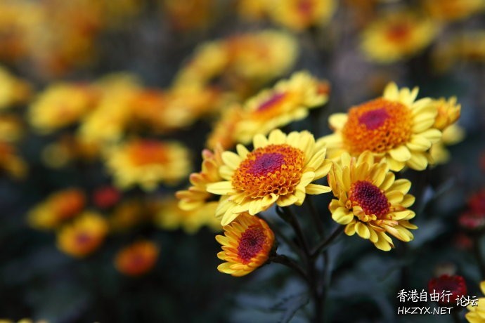   Flowers花卉