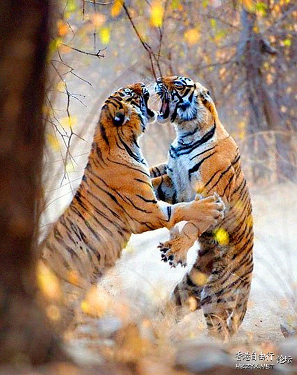 动物之间凶猛格斗特写  Ecology 生態留影
