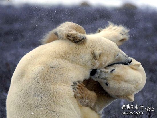动物之间凶猛格斗特写  Ecology 生態留影