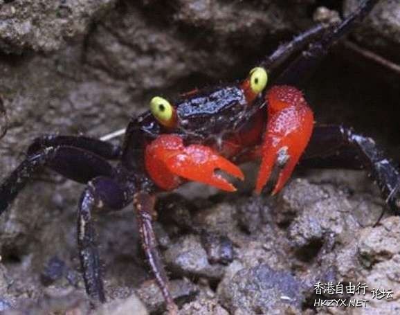   海洋生態
