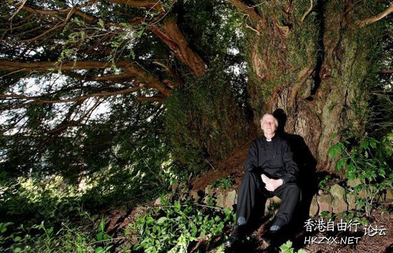 最老紫衫 树龄5000岁  世界奇闻