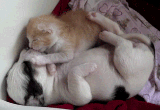 Dog : 我要 Kiss  Kiss 我要咀咀
