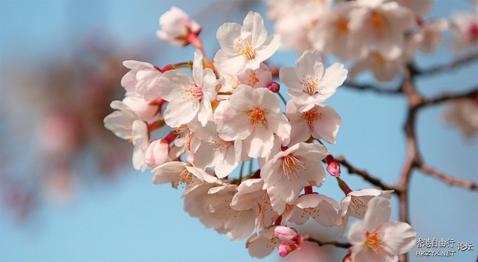 蘭花綻放  Photography 攝影特區
