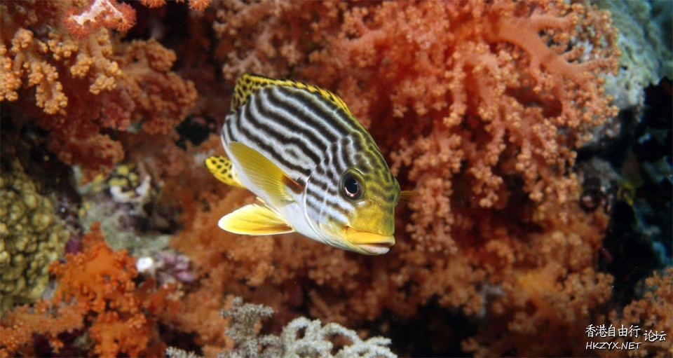   海洋生態