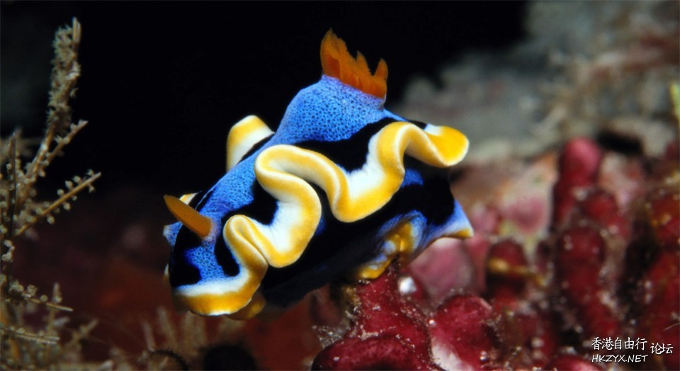   海洋生態