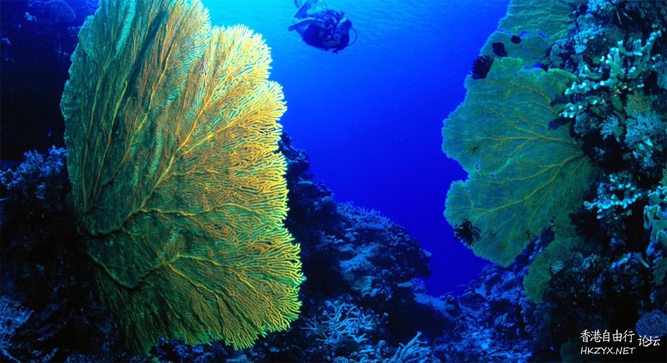   海洋生態