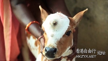 小牛頭頂開第三隻眼  世界奇闻