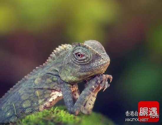 蜥蜴“弹琵琶”  Ecology 生態留影
