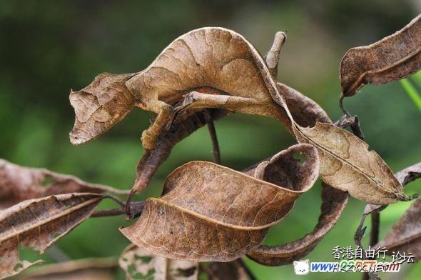 蜥蜴“弹琵琶”  Ecology 生態留影