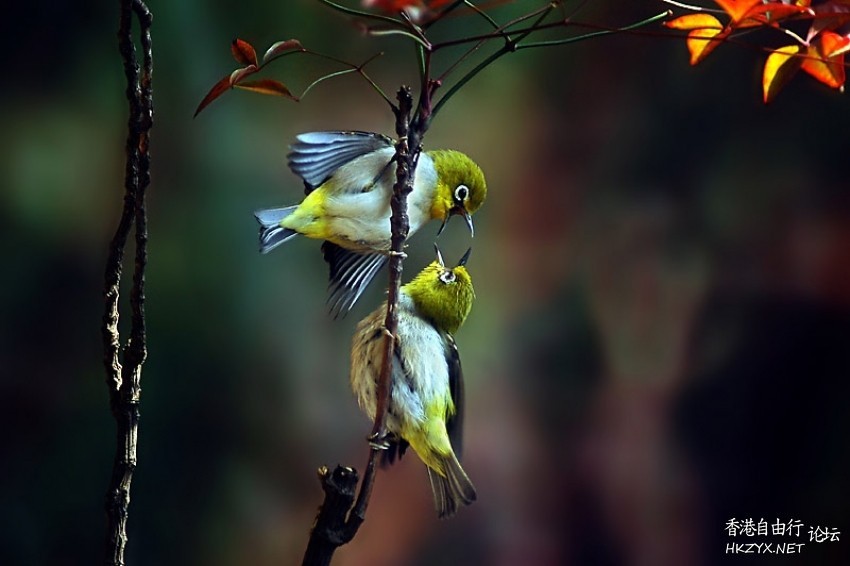 候鸟的瞬间英姿  Birds 飛烏
