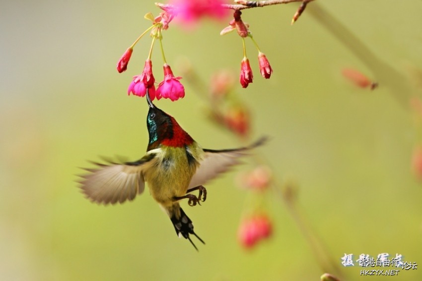 候鸟的瞬间英姿  Birds 飛烏