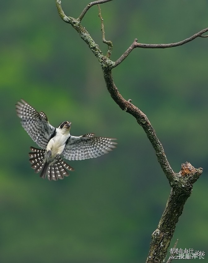 候鸟的瞬间英姿  Birds 飛烏