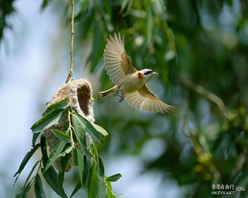   Birds 飛烏