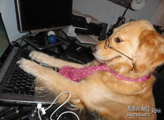 狗狗進化超可愛 ♥  Pets 寵物護理 +紀念堂