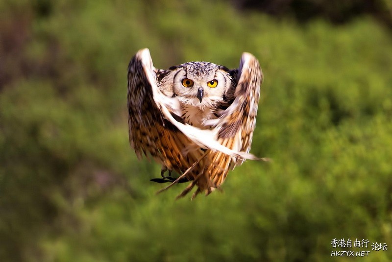   Birds 飛烏