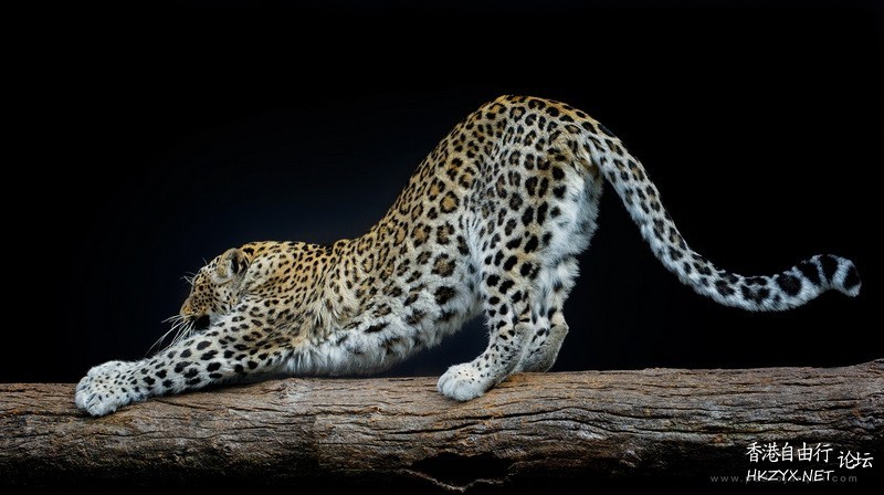   Wild animal 野生動物