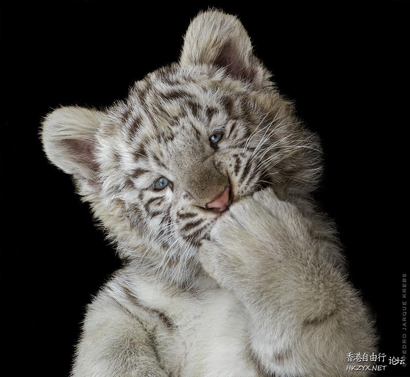   Wild animal 野生動物