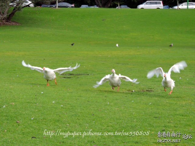Attracting Birds  Birds 飛烏