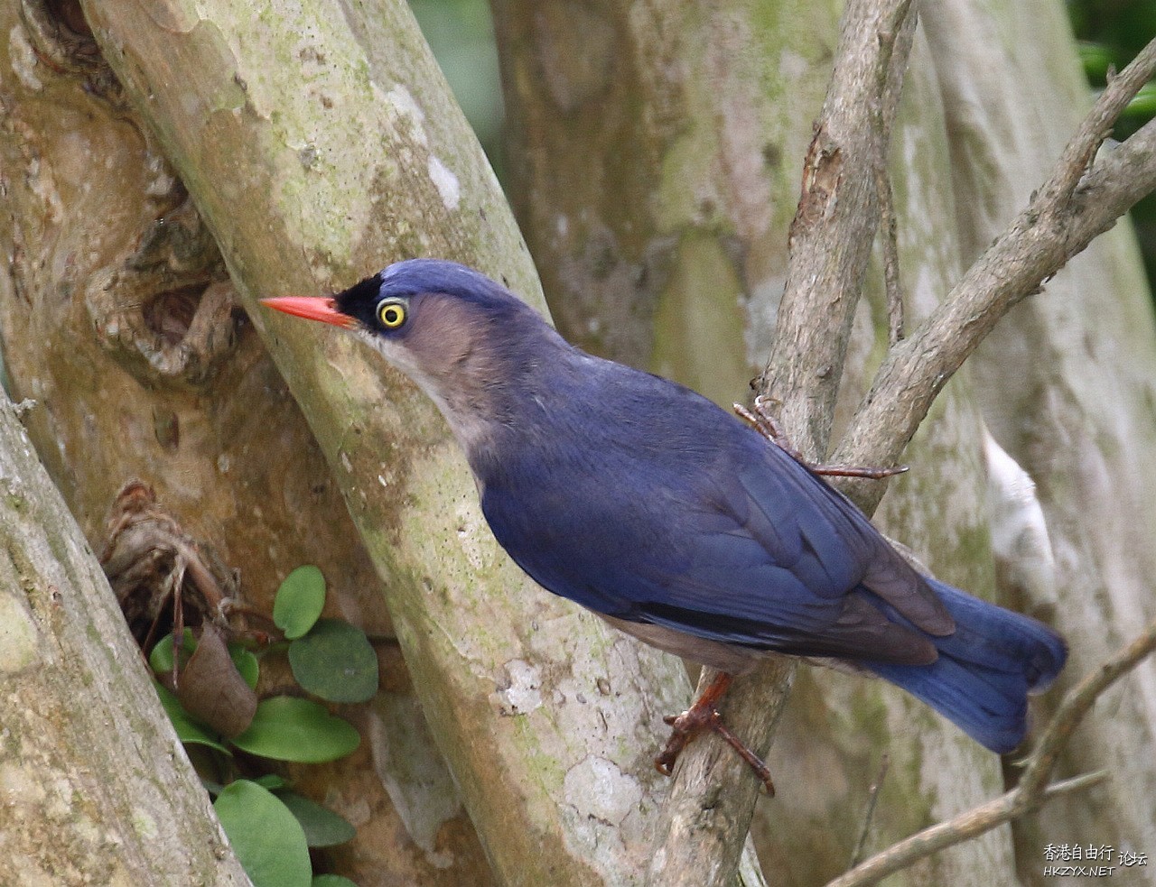 白尾鹫老人優先  Birds 飛烏