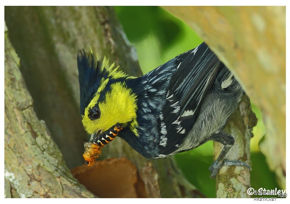 Bird can sing your song  Birds 飛烏