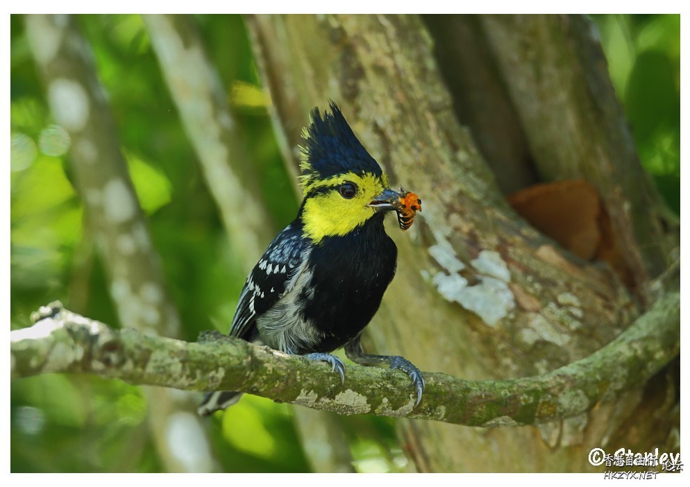 Bird can sing your song  Birds 飛烏