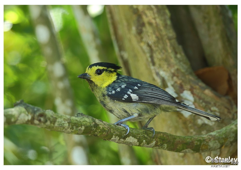 Bird can sing your song  Birds 飛烏