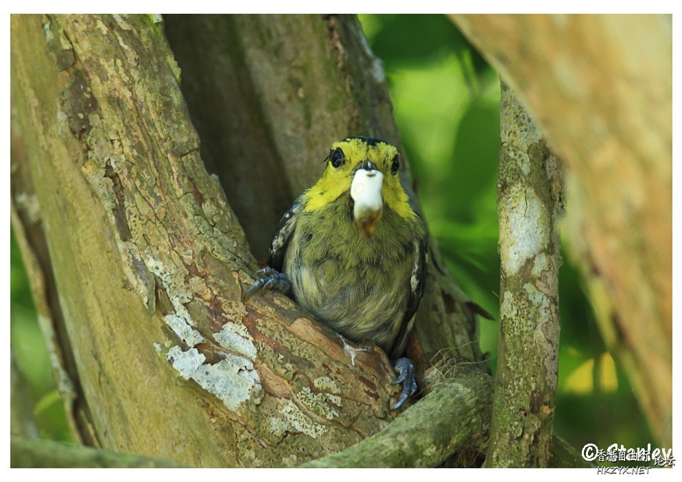 Bird can sing your song  Birds 飛烏
