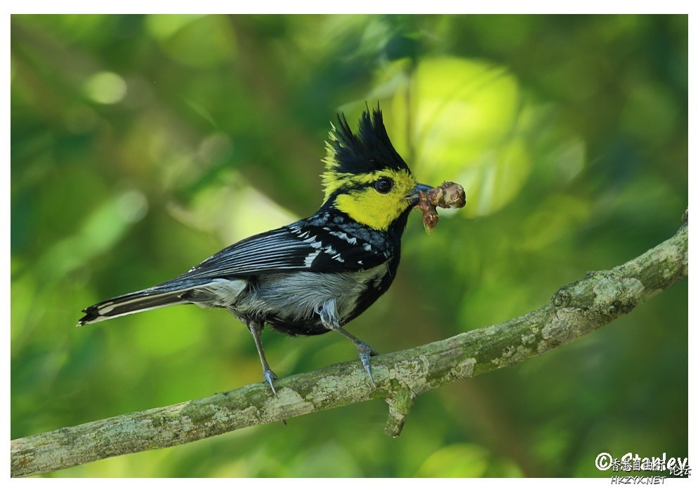 Bird can sing your song  Birds 飛烏