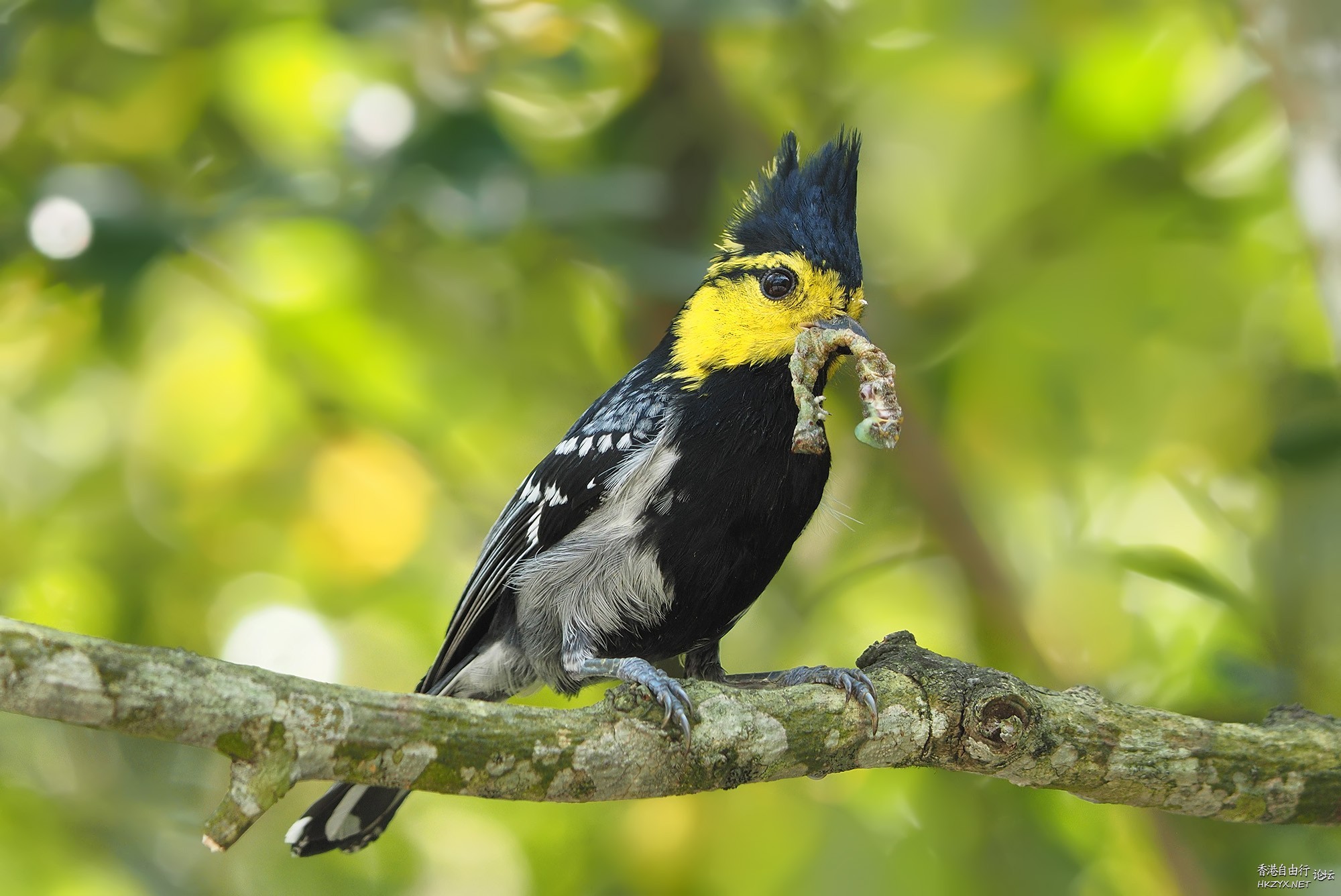 Bird can sing your song  Birds 飛烏