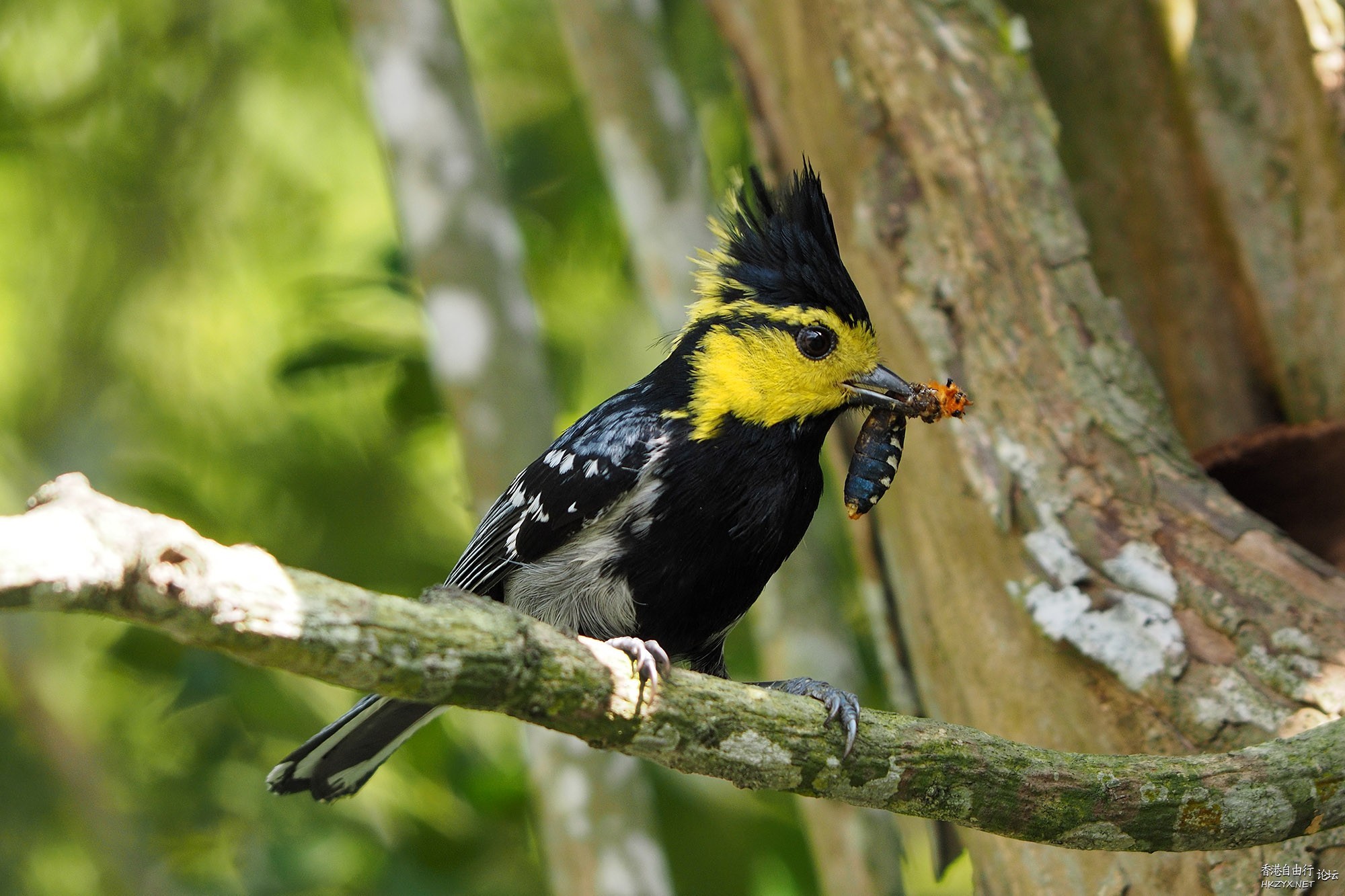   Birds 飛烏