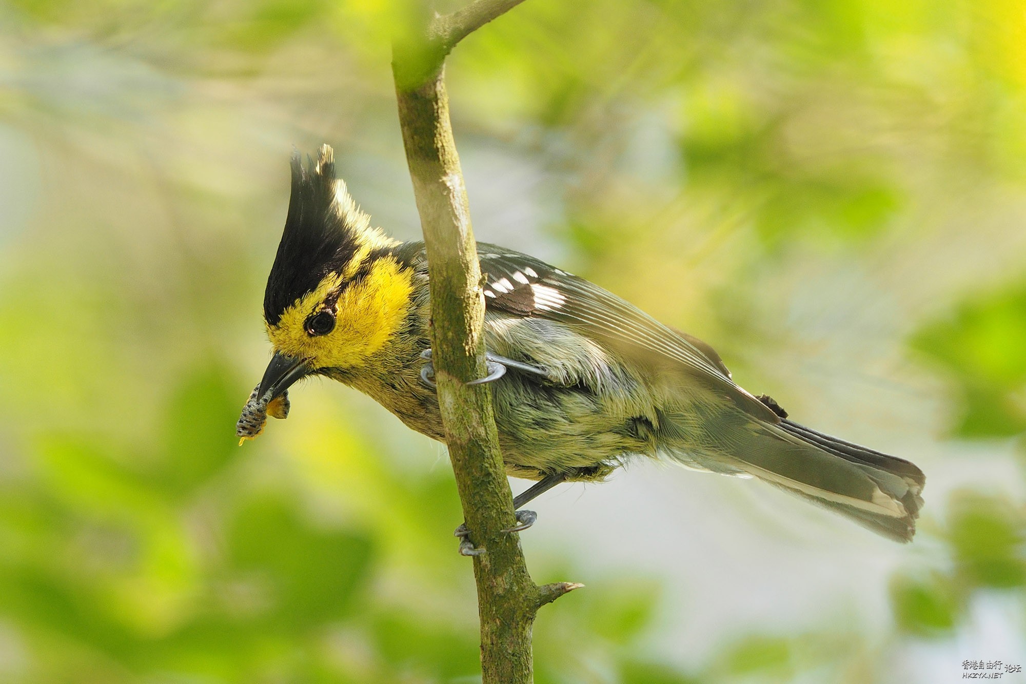   Birds 飛烏