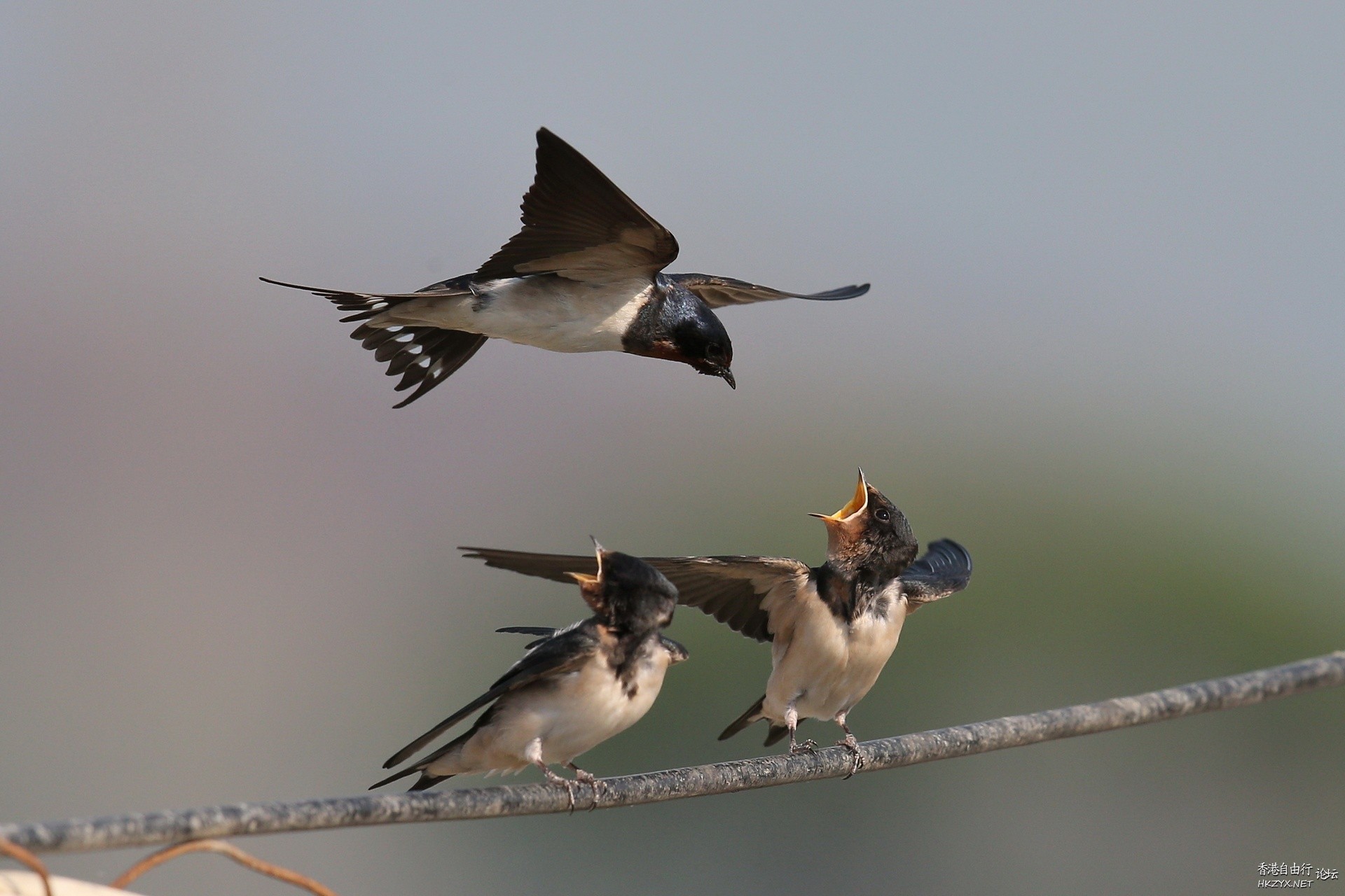 Birds:飢餓的嘴巴在張口  Birds 飛烏