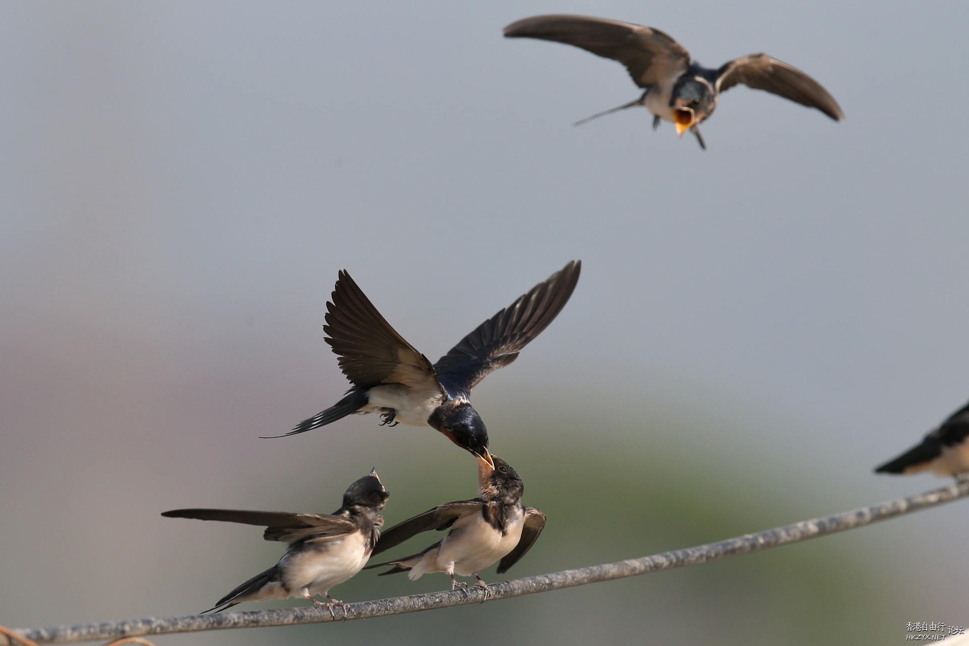 Birds:飢餓的嘴巴在張口  Birds 飛烏