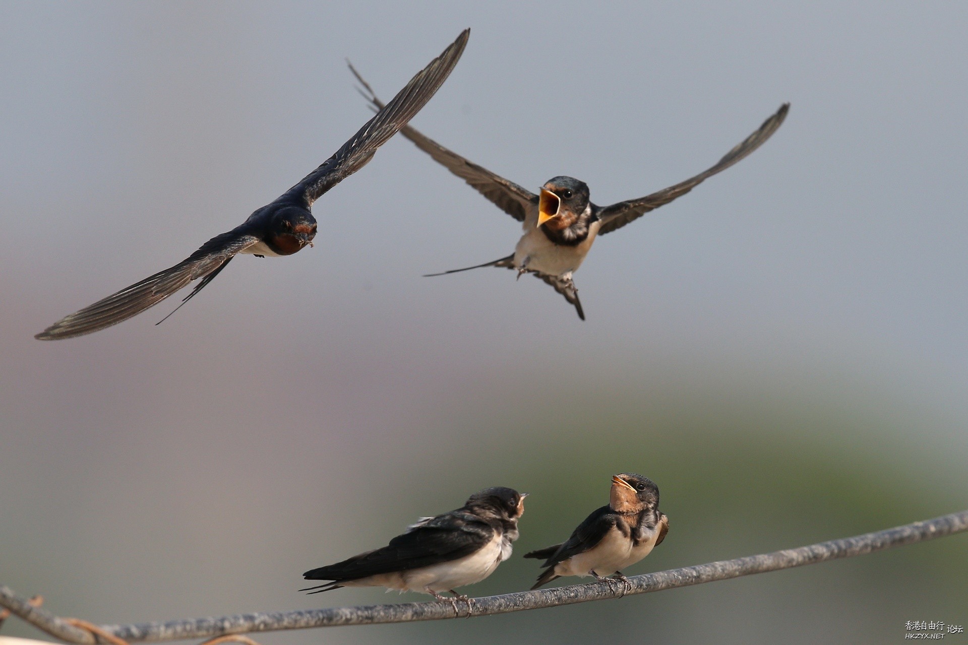Birds:飢餓的嘴巴在張口  Birds 飛烏