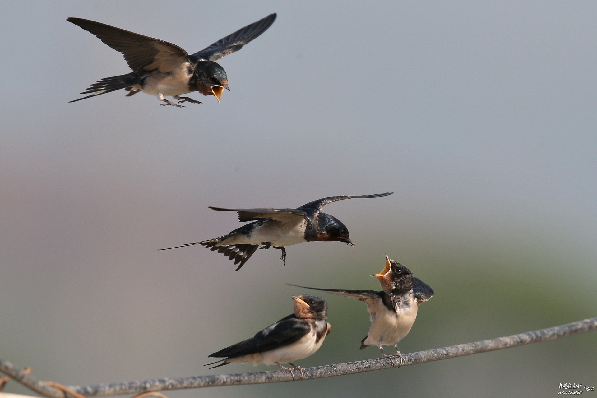 Birds:飢餓的嘴巴在張口  Birds 飛烏