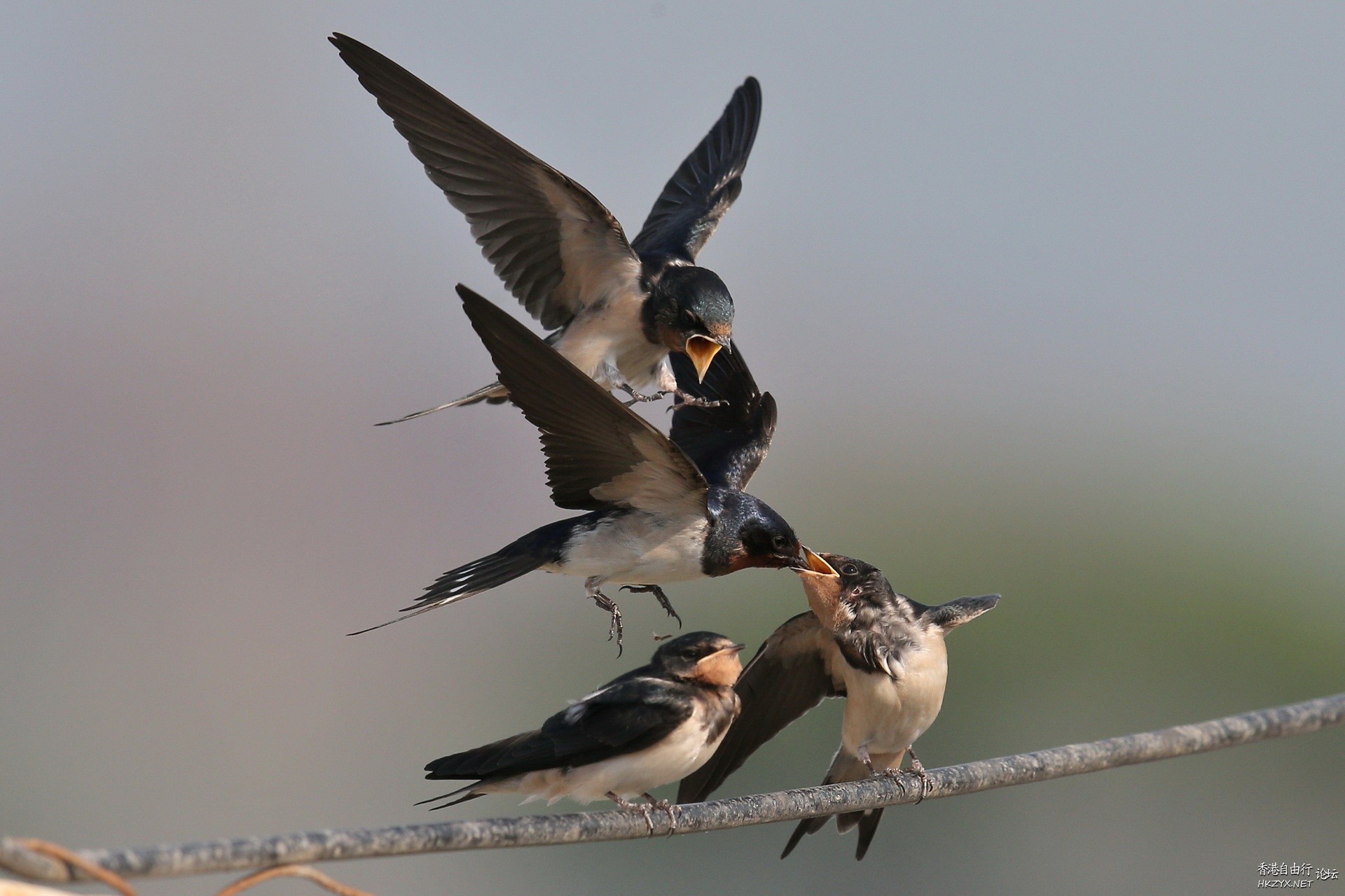 Birds:飢餓的嘴巴在張口  Birds 飛烏
