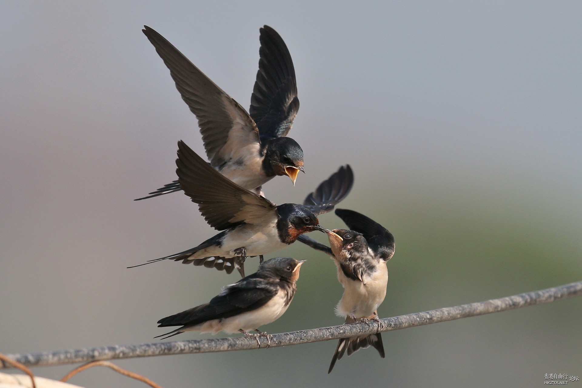 Birds:飢餓的嘴巴在張口  Birds 飛烏