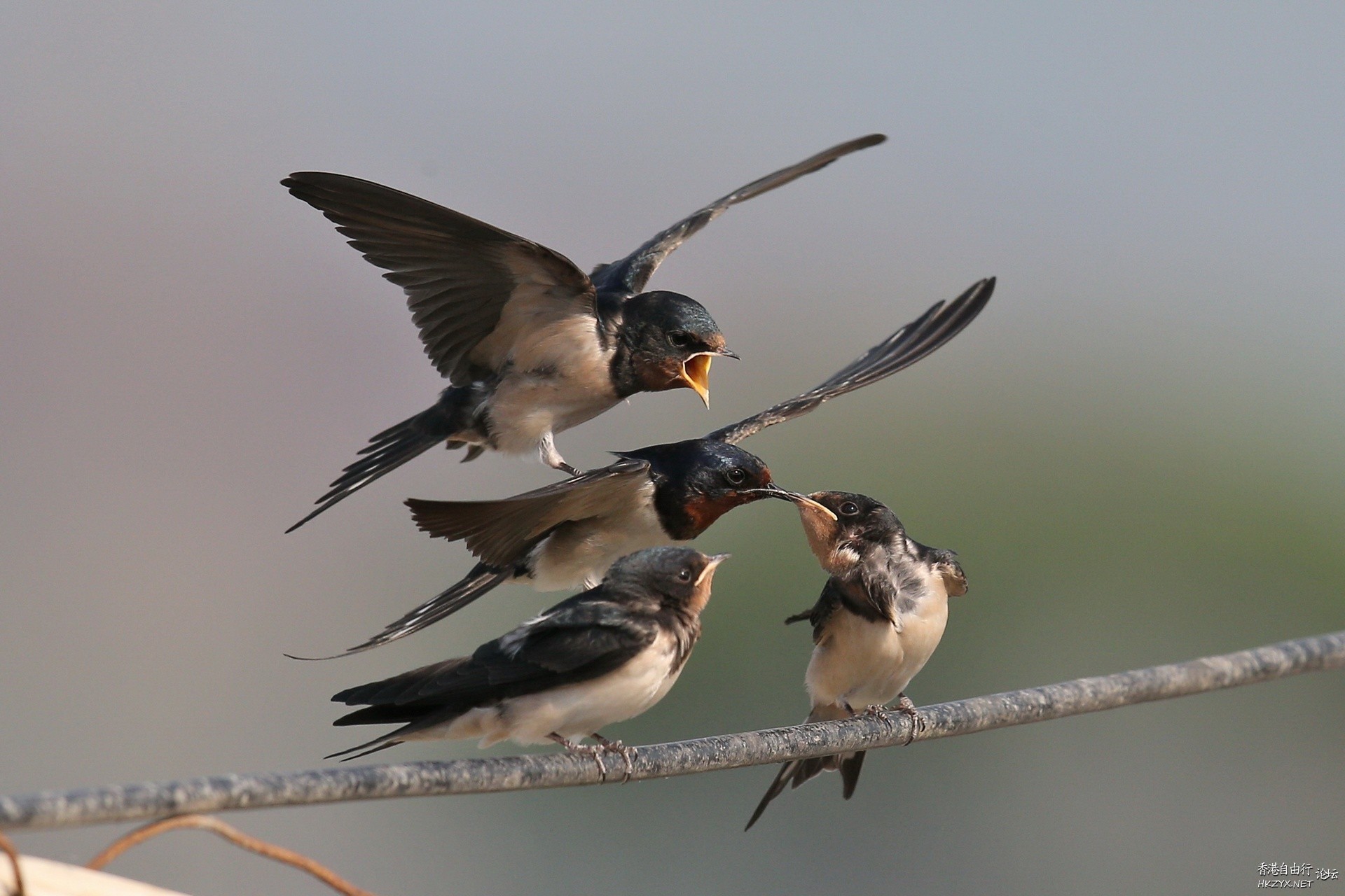 Birds:飢餓的嘴巴在張口  Birds 飛烏
