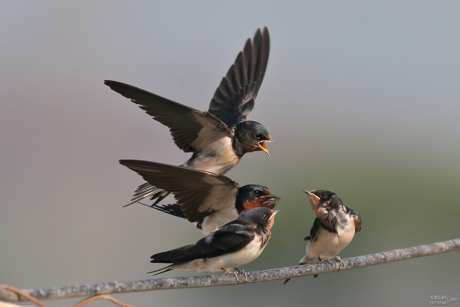 Birds:飢餓的嘴巴在張口  Birds 飛烏