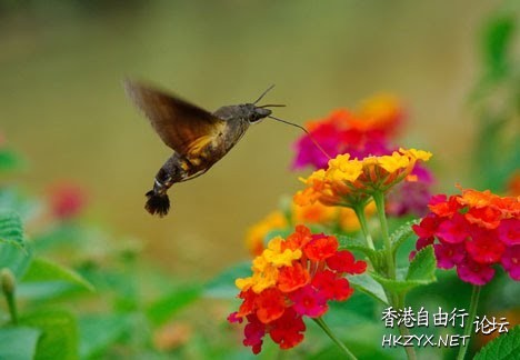 飛蝦 = 長喙天蛾  Birds 飛烏